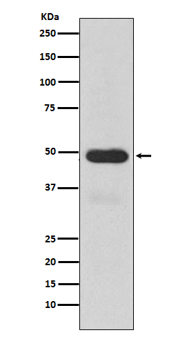 Cytochrome P450 3A4 Rabbit mAb