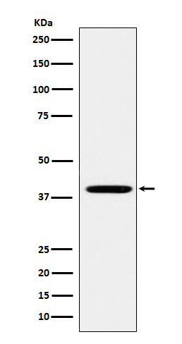 Folate Binding Protein Rabbit mAb