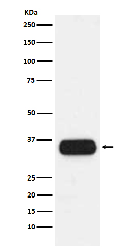 HLA DQA1 Rabbit mAb