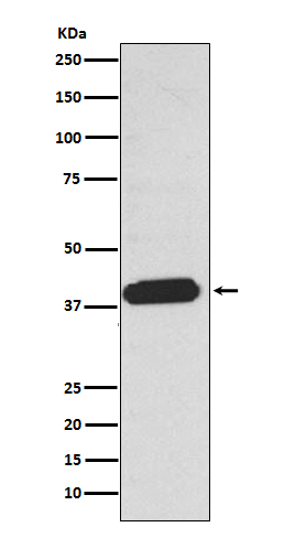 EDG2 Rabbit mAb