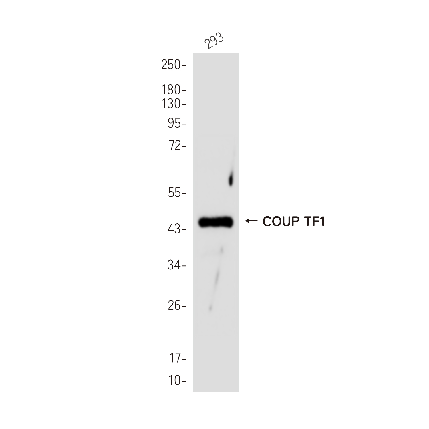 COUP TF1 Rabbit mAb