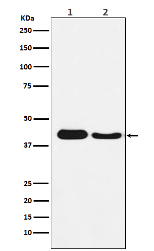 ATG4A Rabbit mAb