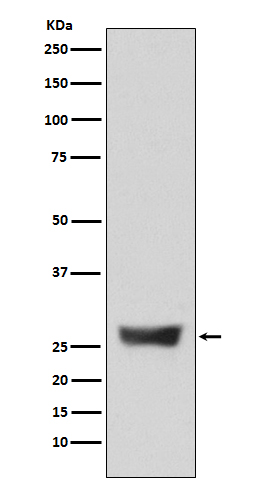 NDUFS3 Rabbit mAb