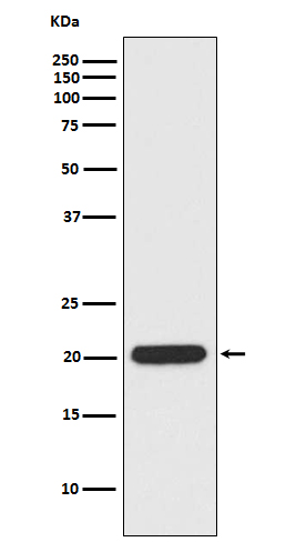 Ferritin Heavy Chain Rabbit mAb