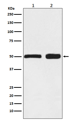 Ephrin B2 Rabbit mAb