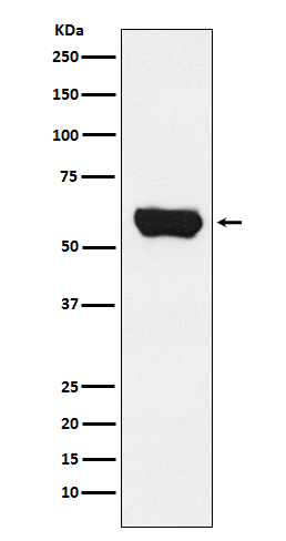 LcK Rabbit mAb