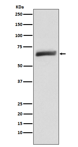 USP22 Rabbit mAb