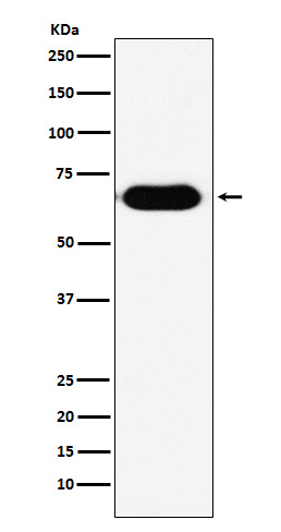 RNF8 Rabbit mAb