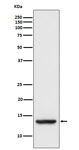 TAX1BP3 Rabbit mAb