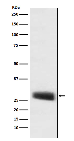 POMC Rabbit mAb