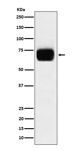 CD33 Rabbit mAb