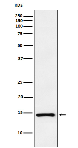 Natriuretic Peptides A Rabbit mAb