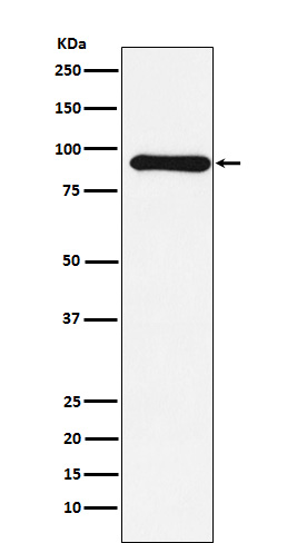 Cullin 1 Rabbit mAb