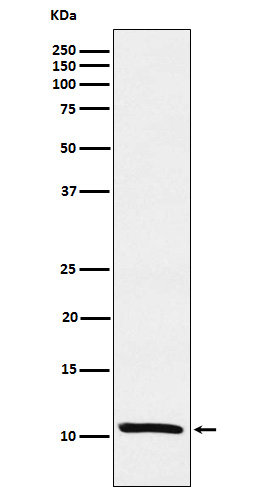 Estrogen Inducible Protein pS2 Rabbit mAb