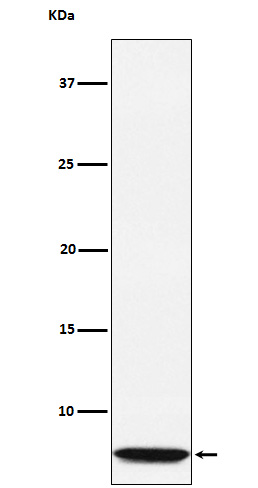 Glucagon Rabbit mAb