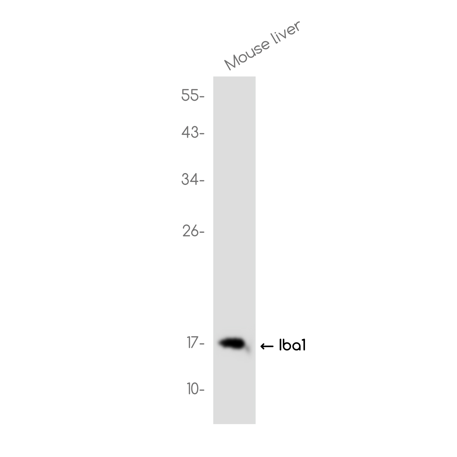 Iba1 Rabbit mAb