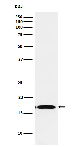 FGF1 Rabbit mAb