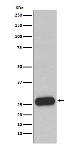 Mast Cell Chymase Rabbit mAb