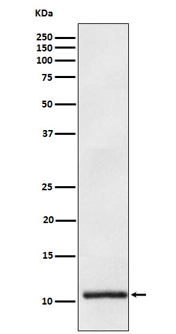 ApoA2 Rabbit mAb