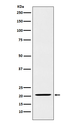 IL-23 alpha Rabbit mAb