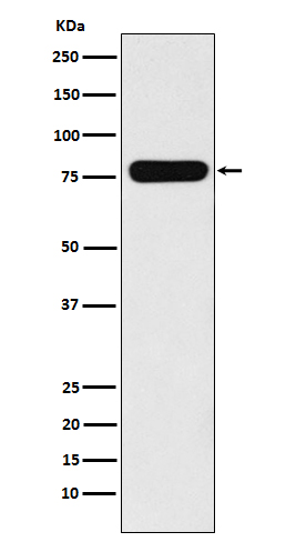 Villin Rabbit mAb