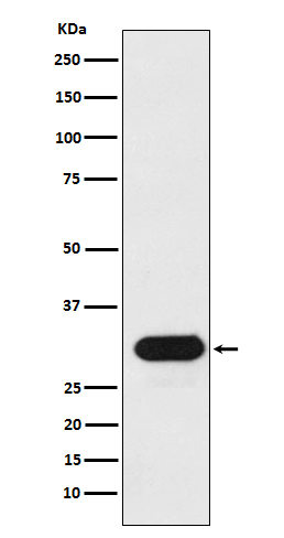 HLA DRB1 Rabbit mAb