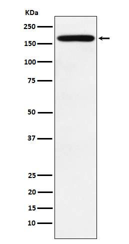 PODXL Rabbit mAb