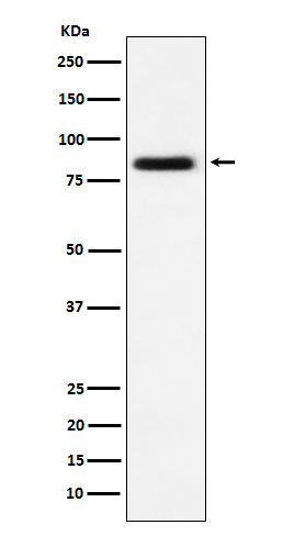 CD105 Rabbit mAb