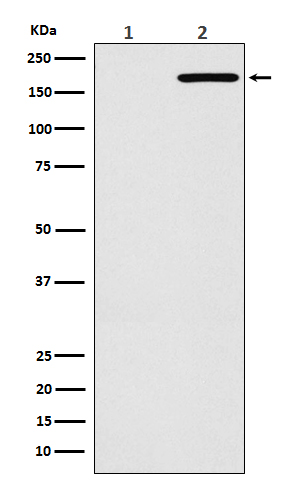 EGFR (L858R mutation) Rabbit mAb