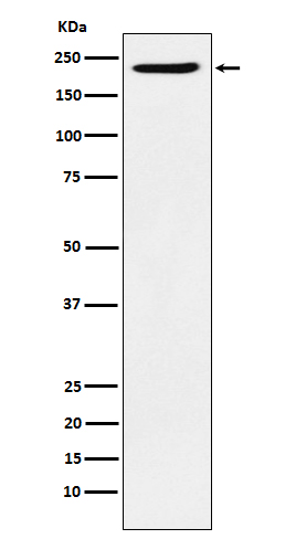 Baf180 Rabbit mAb