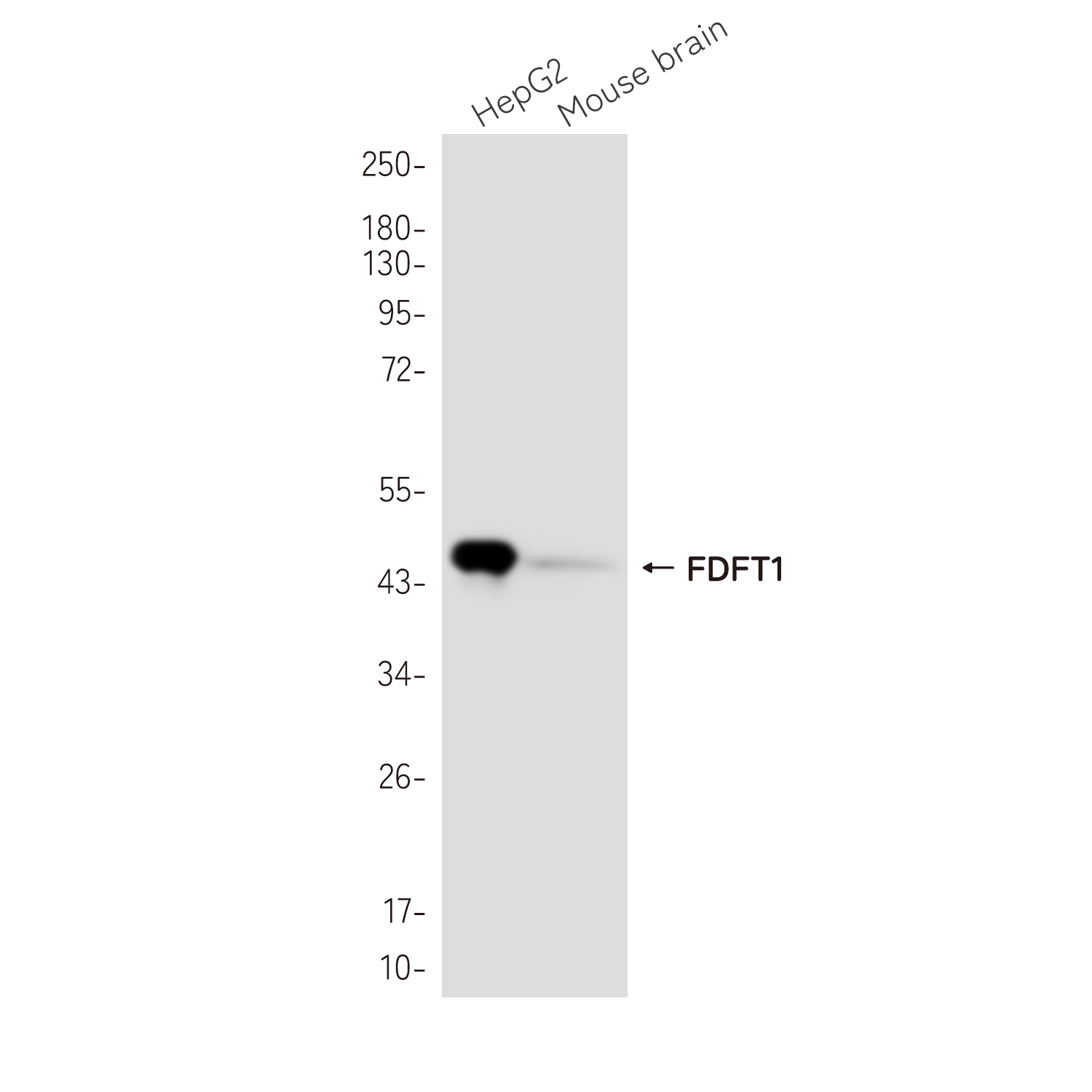 FDFT1 Rabbit mAb