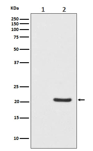 Phospho-Bad (Ser112) Rabbit mAb