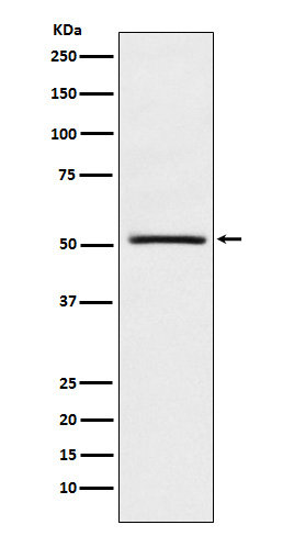 NR0B1 Rabbit mAb