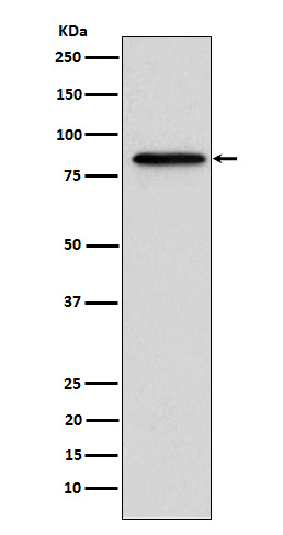 Gelsolin Rabbit mAb