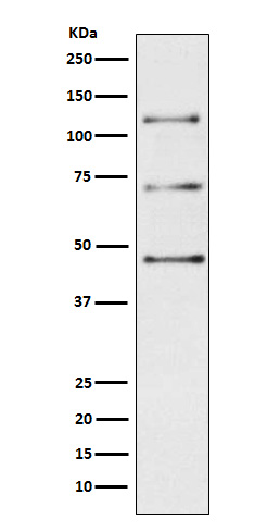 C3 Rabbit mAb