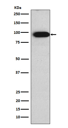 Villin Rabbit mAb