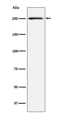 MYH11 Rabbit mAb