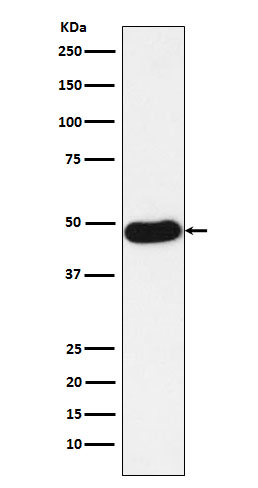 NAPSIN A Rabbit mAb