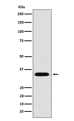 MBD3 Rabbit mAb