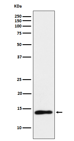 T Cell Leukemia/Lymphoma Protein 1A Rabbit mAb