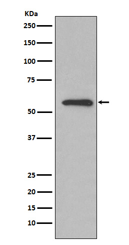 AMF Rabbit mAb