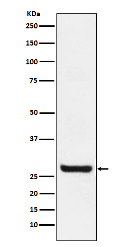 Sprouty 4 Rabbit mAb