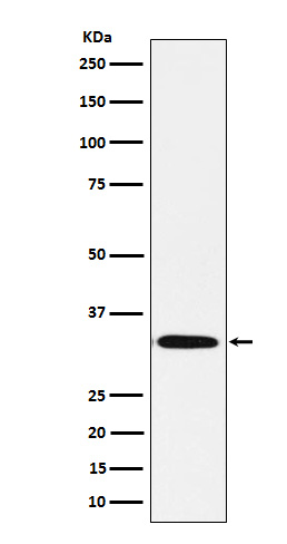 Syntaxin 1B Rabbit mAb