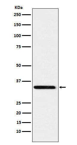 Syntaxin 4 Rabbit mAb