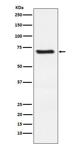 DKK3 Rabbit mAb