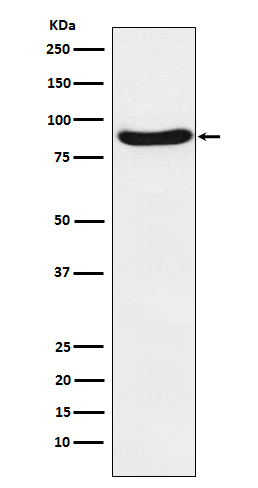 SIRP alpha Rabbit mAb