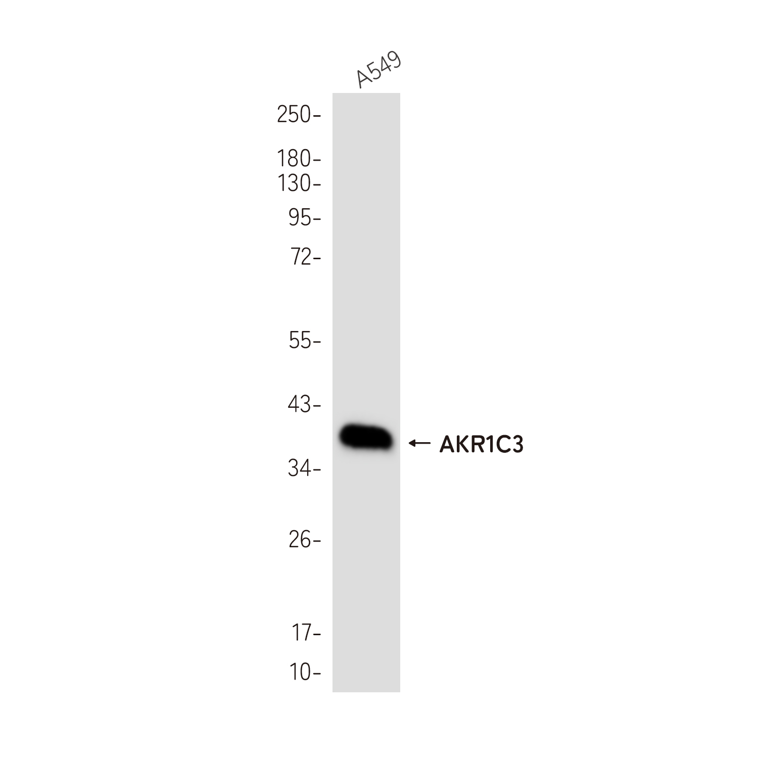 AKR1C3 Rabbit mAb