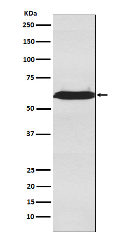 U2AF2 Rabbit mAb