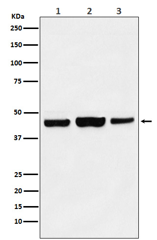 KAT1 Rabbit mAb