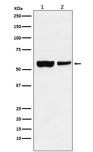 USP22 Rabbit mAb